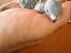 Immagine 4