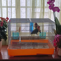 Pappagalli inseparabili Fischer