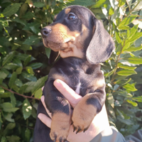 Cucciolo di bassotto nero focato