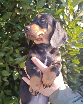 Cucciolo di bassotto nero focato
