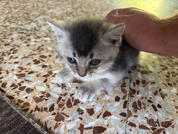Gatti scottish fold