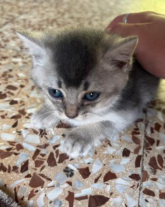 Gatti scottish fold