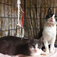 Gattine di quattro mesi svezzate e sterilizzate