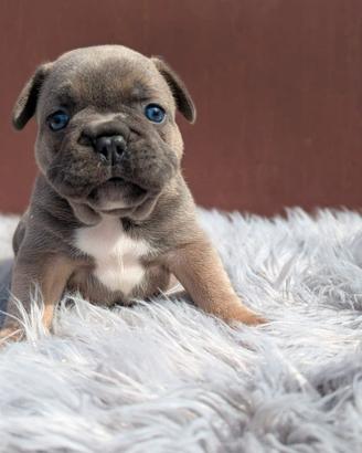 Bulldog francese blu