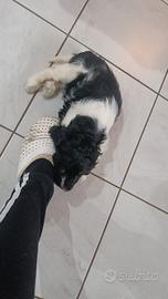 Cocker spaniel Inglese