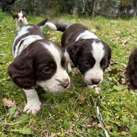 Cucciolo springer spaniel tartufi