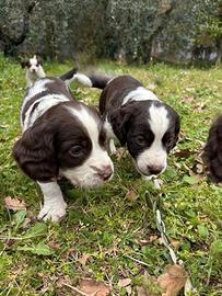 Cucciolo springer spaniel tartufi