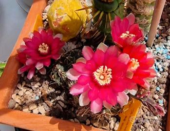 Gymnocalycium baldianum composto da 2 piante