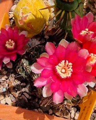 Gymnocalycium baldianum composto da 2 piante
