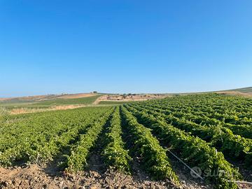 Terreno con vigneto