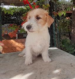 Jack Russell Terrier Ruvido/Broken cucciolo