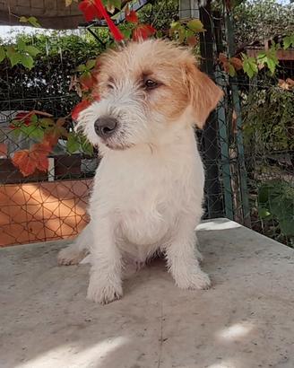 Jack Russell Terrier Ruvido/Broken cucciolo