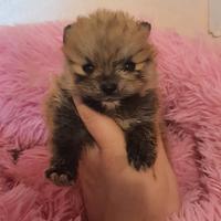 SPITZ POMERANIA NANO con pedigree Enci