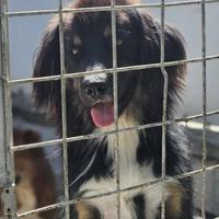 Pastorer australiano mix in adozione