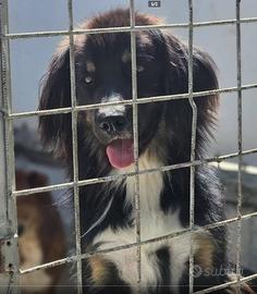 Pastorer australiano mix in adozione