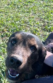 Simil spinoncino in canile. Non se ne può più