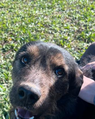 Simil spinoncino in canile. Non se ne può più