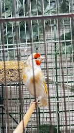 Cardellina mayor Bruno pastello