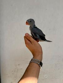 Pullo parrocchetto dal collare