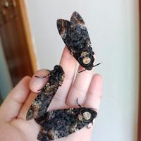 Acherontia atropos, uova sfinge testa di morto