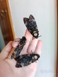 Acherontia atropos, uova sfinge testa di morto