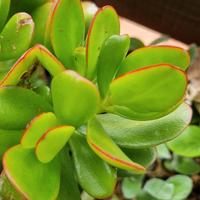 mix succulente a scelta 