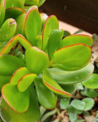 mix succulente a scelta 