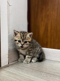 Cuccioli di British