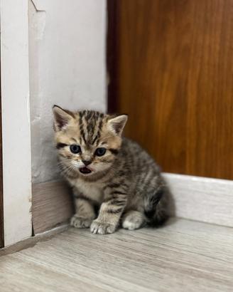 Cuccioli di British