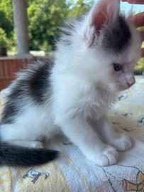 Maine Coon