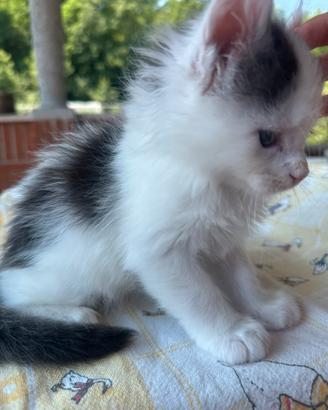 Maine Coon