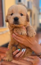 Golden retriever americano 100%