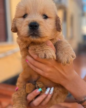 Golden retriever americano 100%