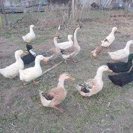 Oche cignoidi da riproduzione