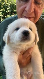 Cuccioli maremmani