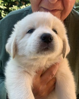 Cuccioli maremmani