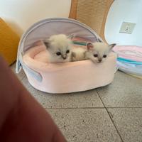 Gatto Sacro dí Birmania