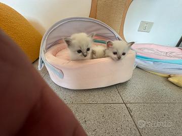 Gatto Sacro dí Birmania