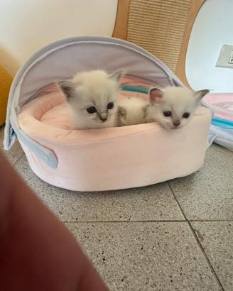 Gatto Sacro dí Birmania