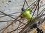 Immagine 2