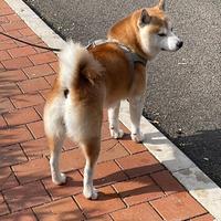 Shiba inu maschio