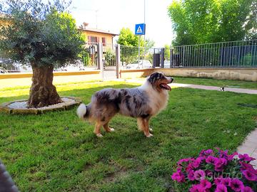 Cuccioli di Pastore Australiano
