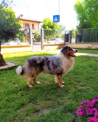 Cuccioli di Pastore Australiano