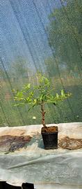 prebonsai di melograno stile yamadori 