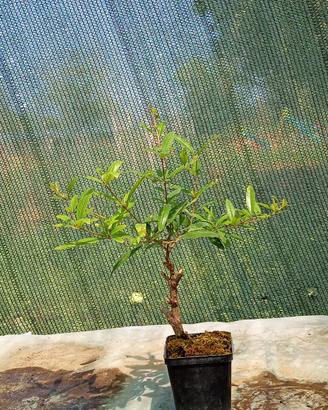prebonsai di melograno stile yamadori 