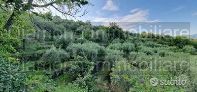 Terreno 7.000 mq e rustico a pidimonte etneo