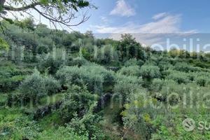 Terreno 7.000 mq e rustico a pidimonte etneo