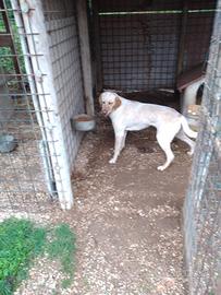 Bracco pointer da tartufi