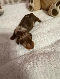 Bassotto tedesco nano kaninchen a pelo corto Enci