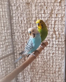 Cocorite coppie novelli